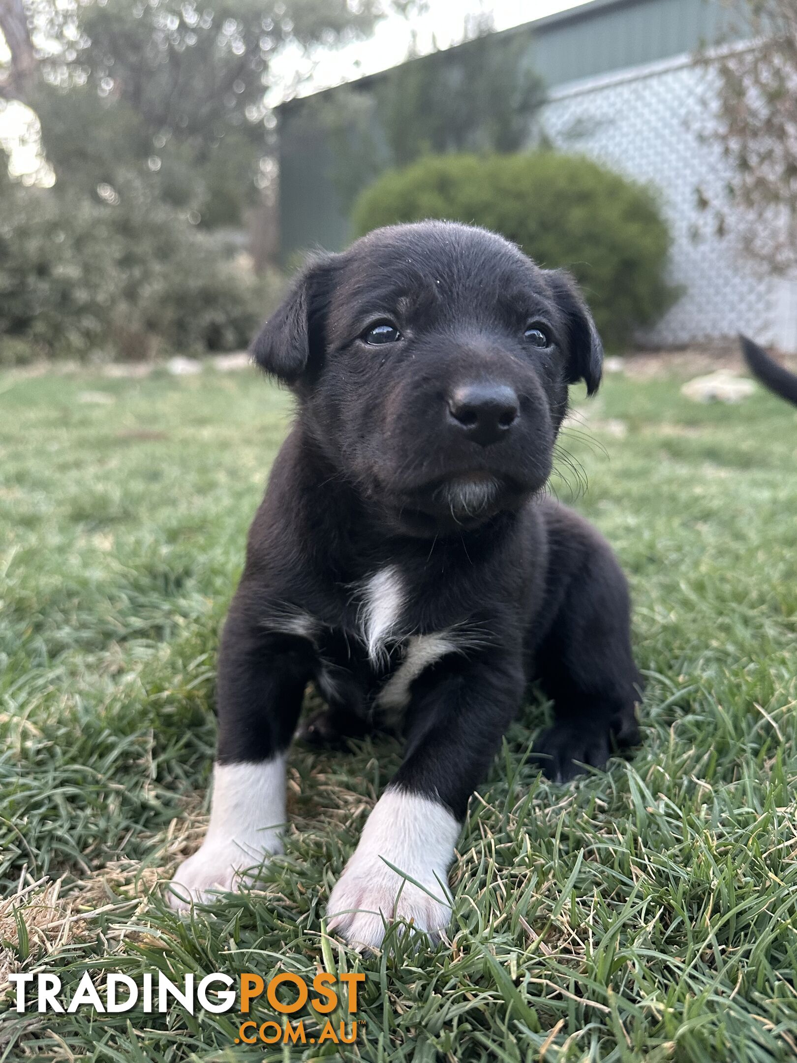 Gorgeous Border Collie X Kelpie Puppies! 1x Female, 1x Male.