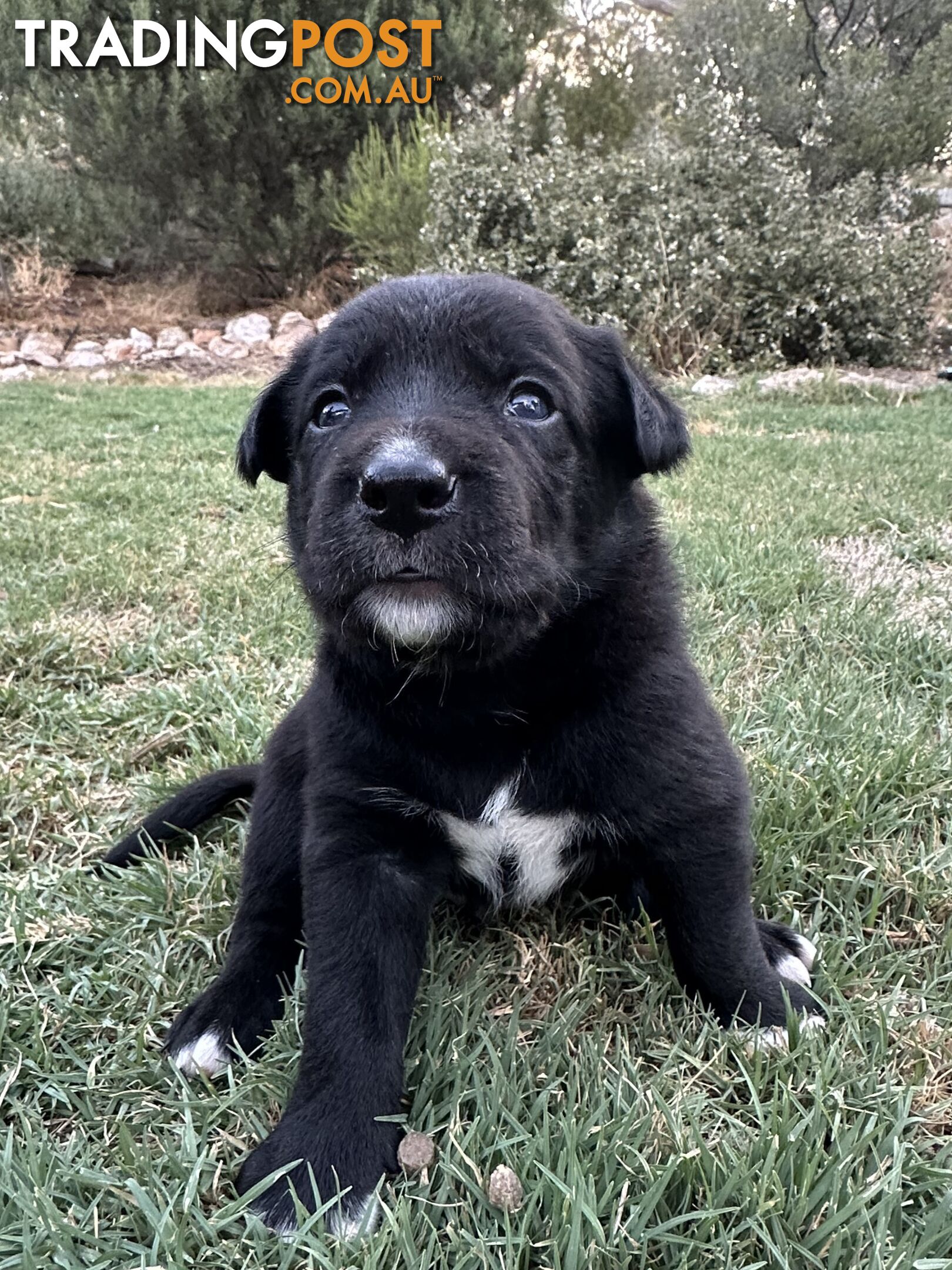 Gorgeous Border Collie X Kelpie Puppies! 1x Female, 1x Male.