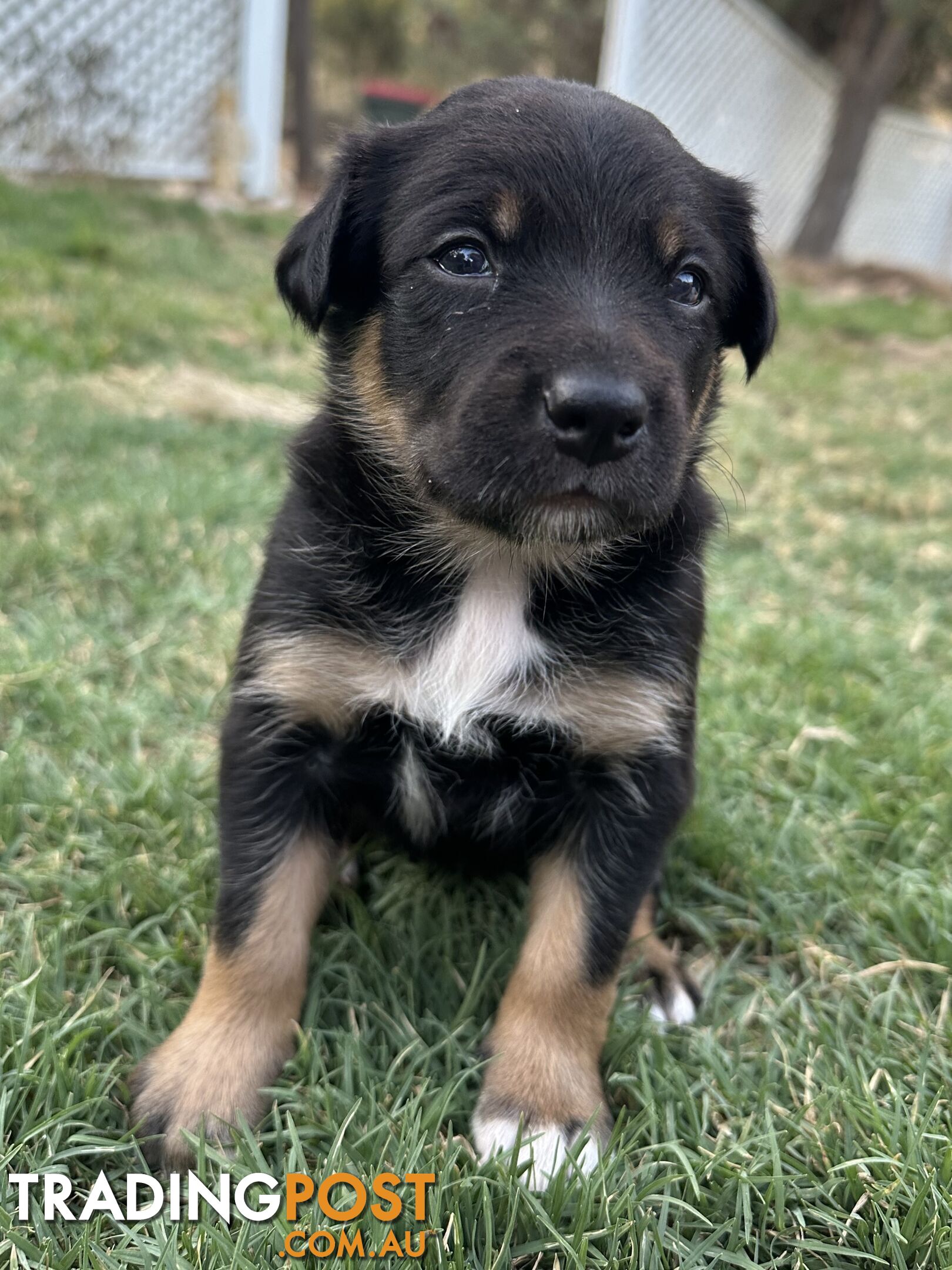 Gorgeous Border Collie X Kelpie Puppies! 1x Female, 1x Male.