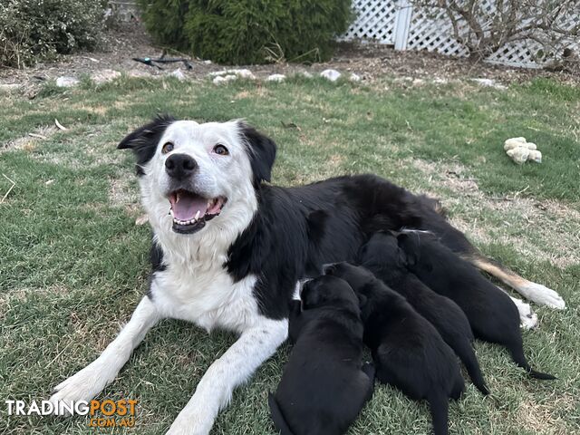 Gorgeous Border Collie X Kelpie Puppies! 1x Female, 1x Male.