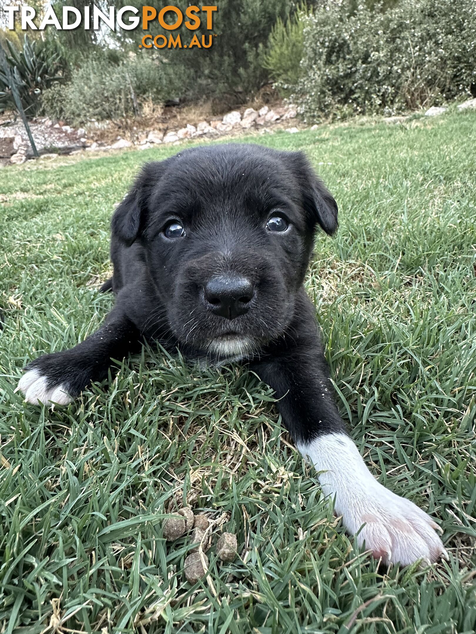 Gorgeous Border Collie X Kelpie Puppies! 1x Female, 1x Male.