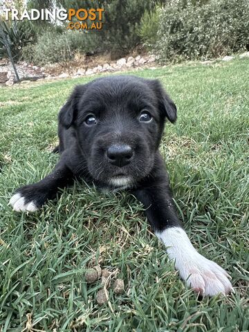 Gorgeous Border Collie X Kelpie Puppies! 1x Female, 1x Male.