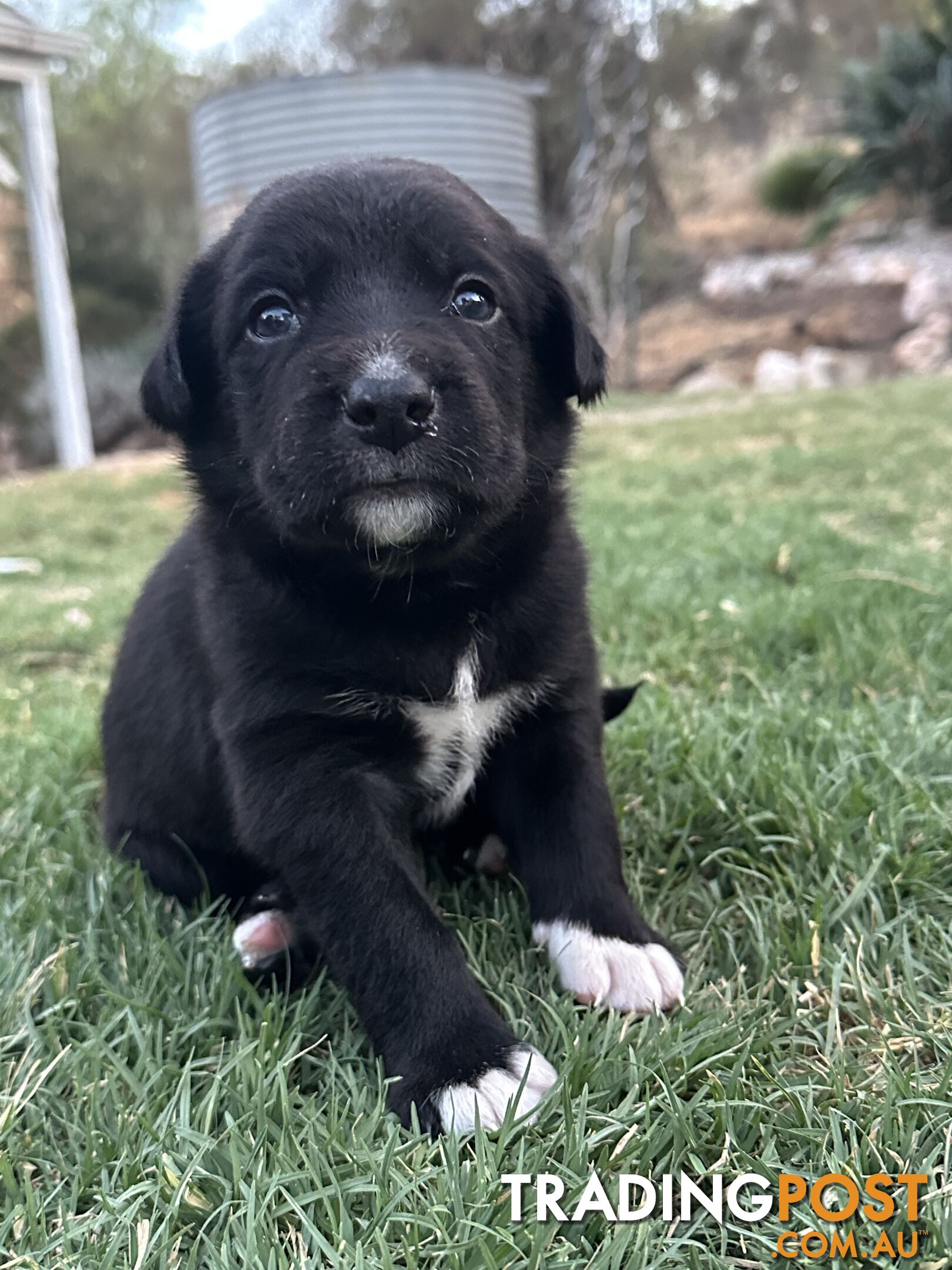 Gorgeous Border Collie X Kelpie Puppies! 1x Female, 1x Male.