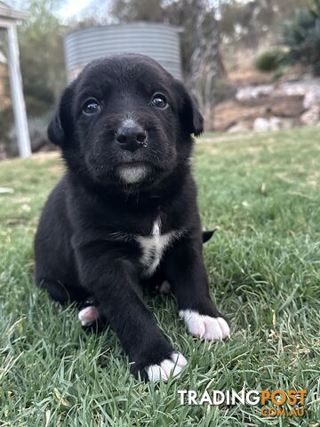 Gorgeous Border Collie X Kelpie Puppies! 1x Female, 1x Male.