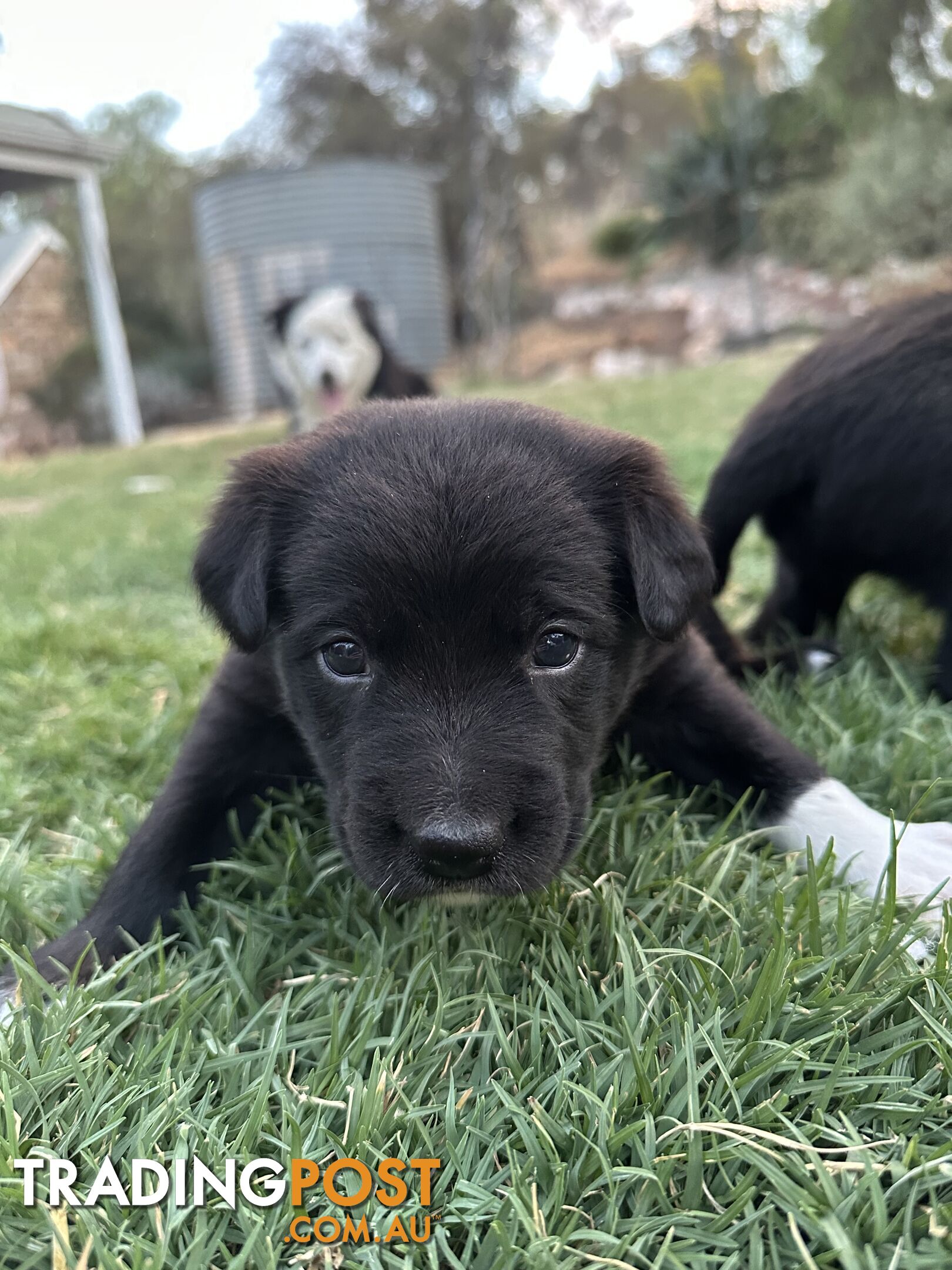 Gorgeous Border Collie X Kelpie Puppies! 1x Female, 1x Male.