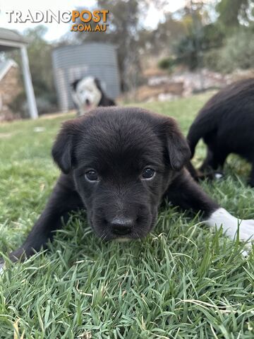 Gorgeous Border Collie X Kelpie Puppies! 1x Female, 1x Male.