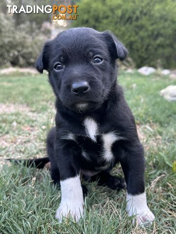 Gorgeous Border Collie X Kelpie Puppies! 1x Female, 1x Male.