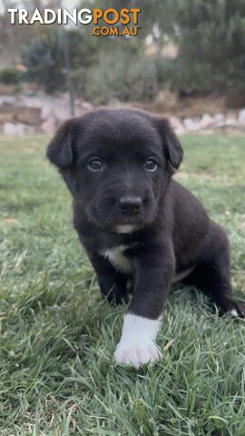 Gorgeous Border Collie X Kelpie Puppies! 1x Female, 1x Male.