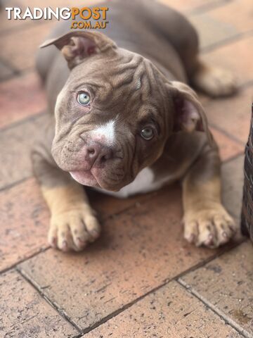 American Bully Pup