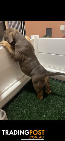 American Bully Pup