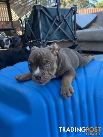 American Bully Pup