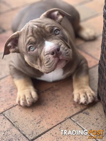 American Bully Pup