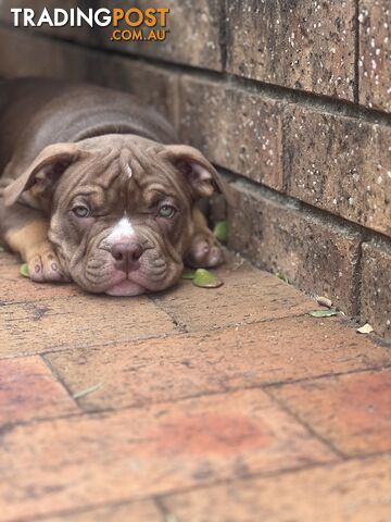 American Bully Pup