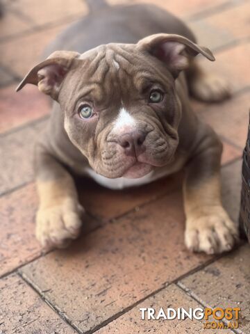 American Bully Pup