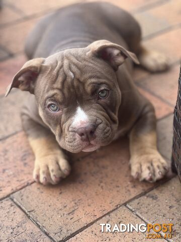 American Bully Pup