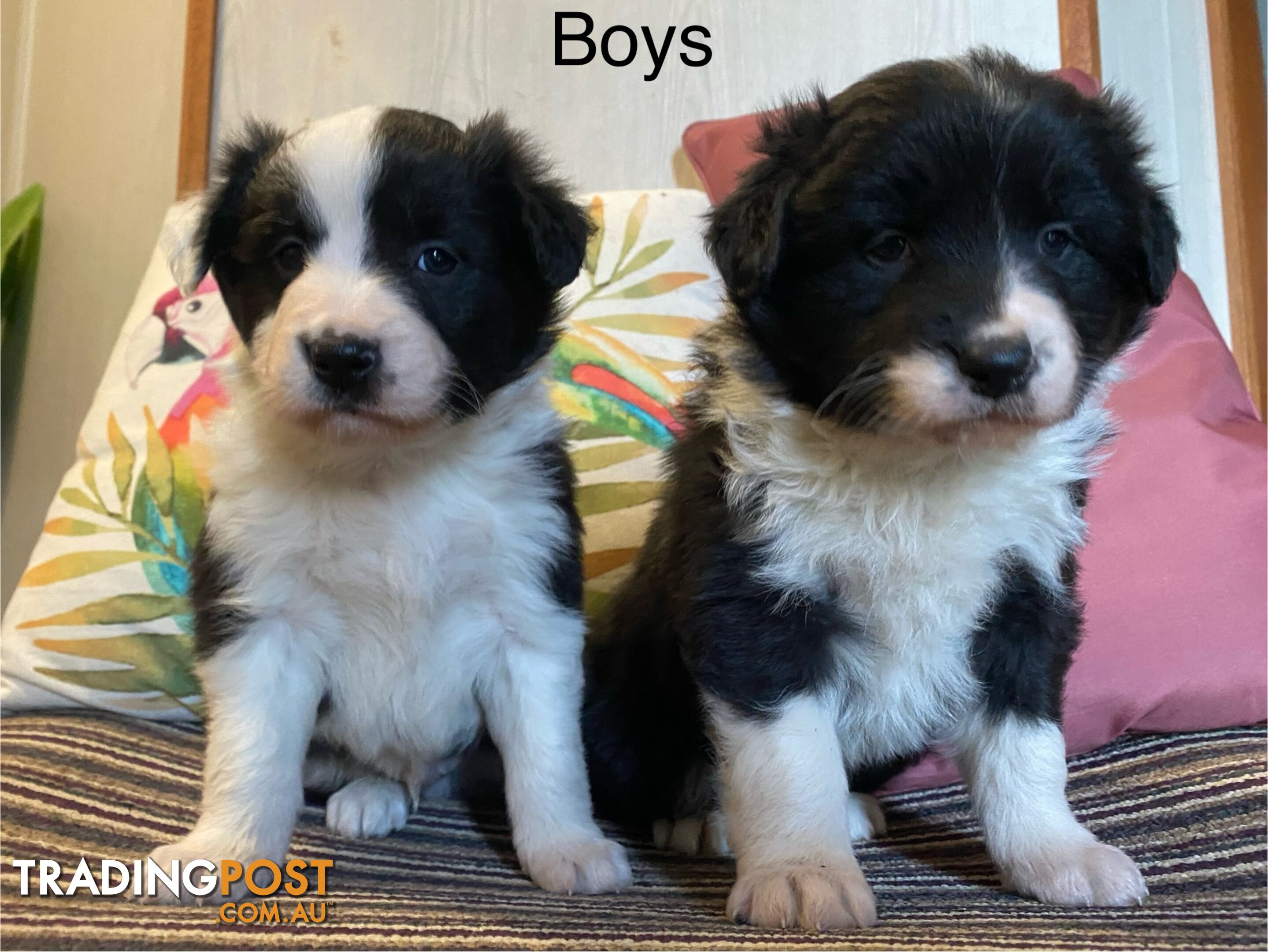 Fluffy black & white border collies