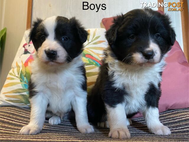 Fluffy black & white border collies