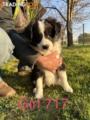 Fluffy black & white border collies