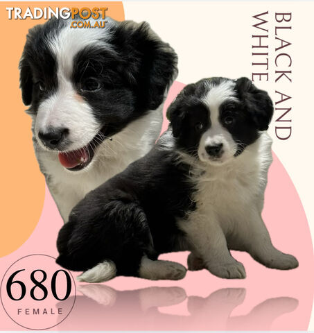 Fluffy Black &amp; White border collies