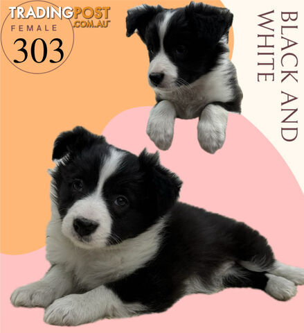 Fluffy Black &amp; White border collies