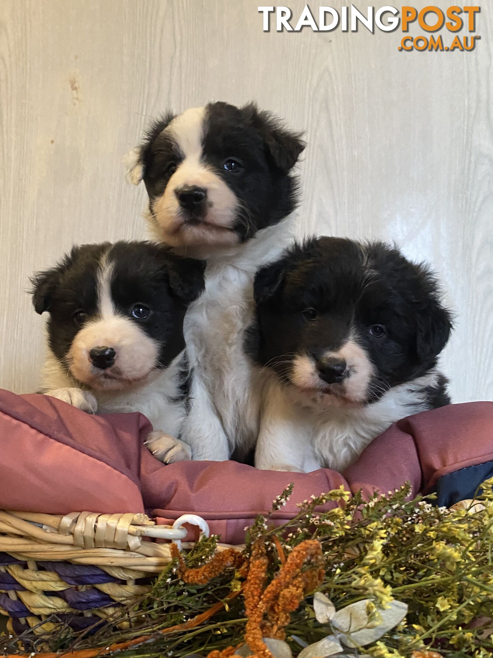 Fluffy black & white border collies