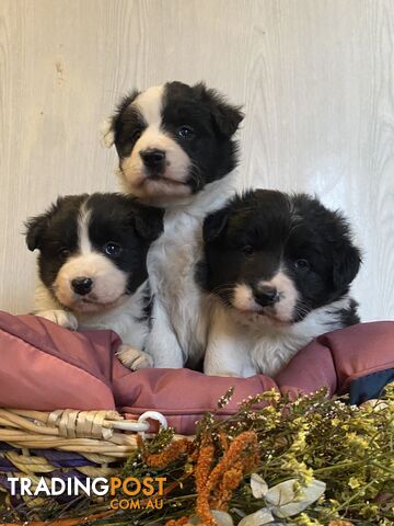 Fluffy Black &amp; White border collies