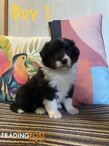 Fluffy black & white border collies