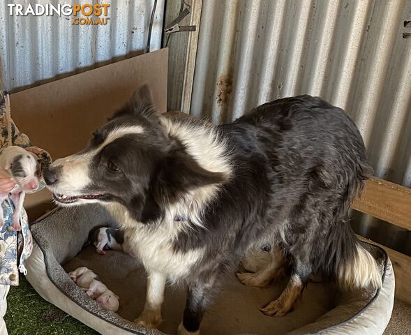 Fluffy Black & White border collies