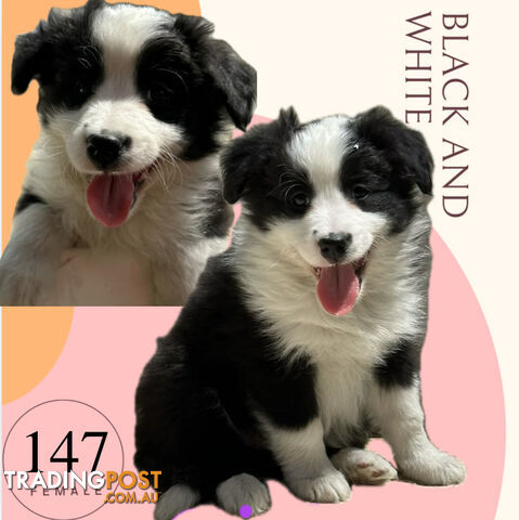 Fluffy Black & White border collies