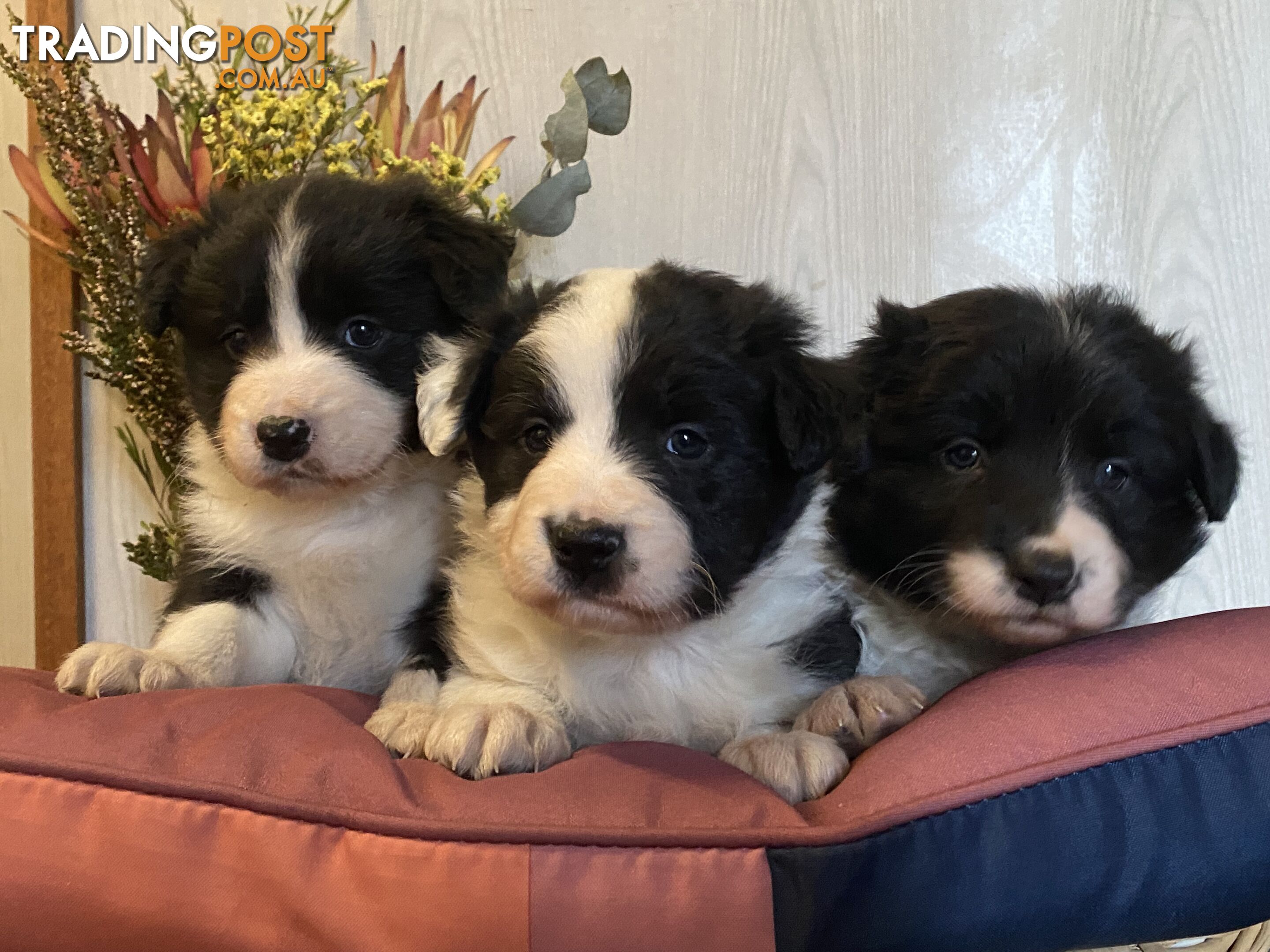 Fluffy black & white border collies