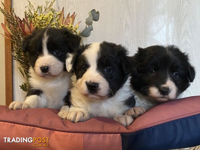 Fluffy black & white border collies