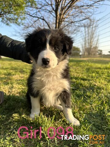 Fluffy black & white border collies