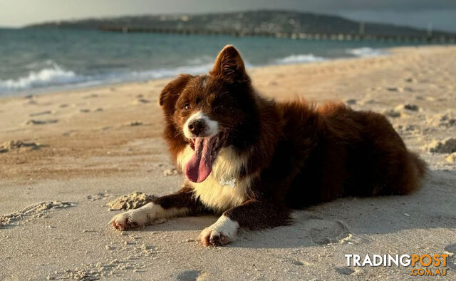 Fluffy Black & White border collies