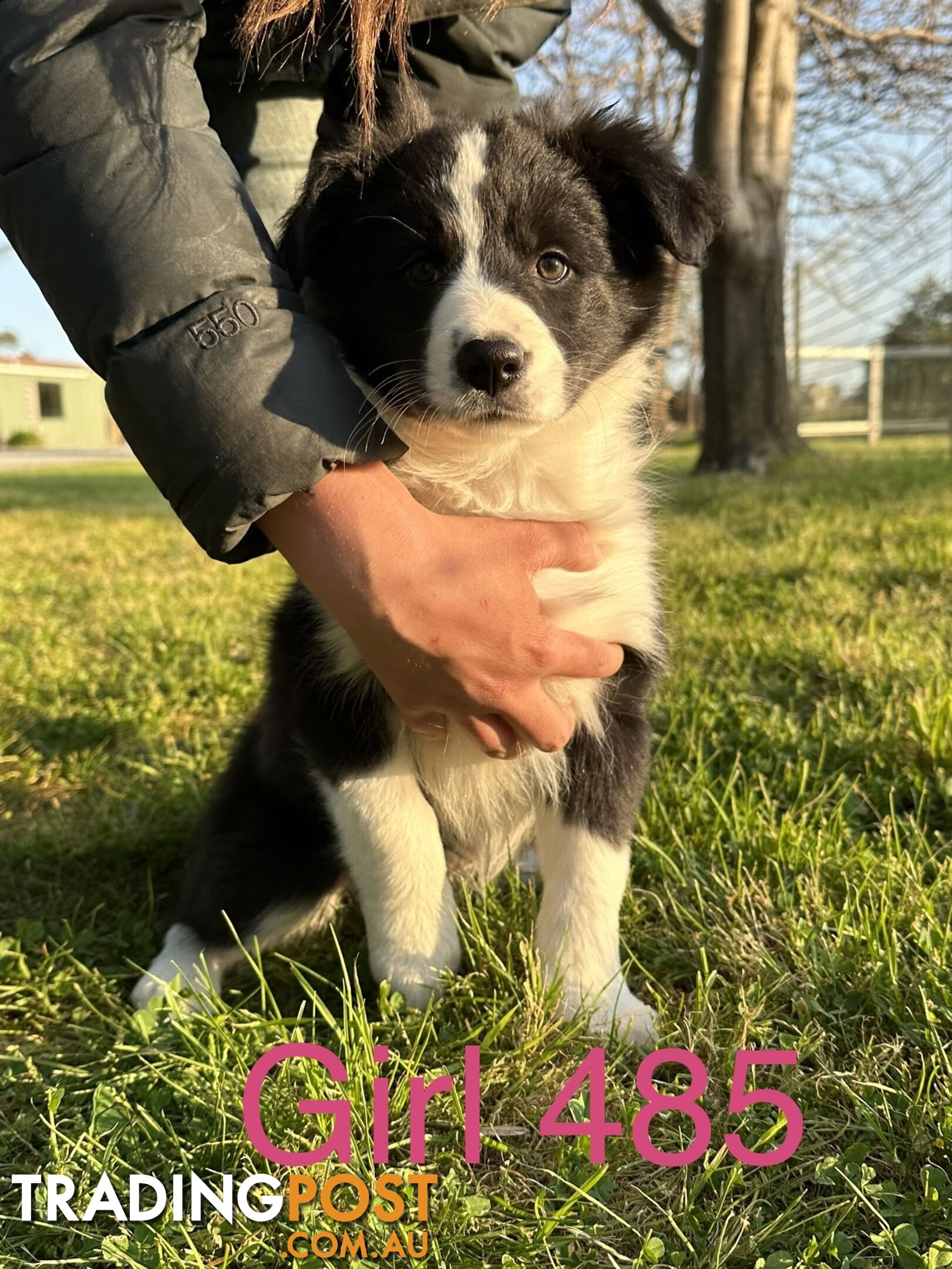 Fluffy black & white border collies