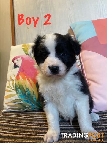 Fluffy black & white border collies