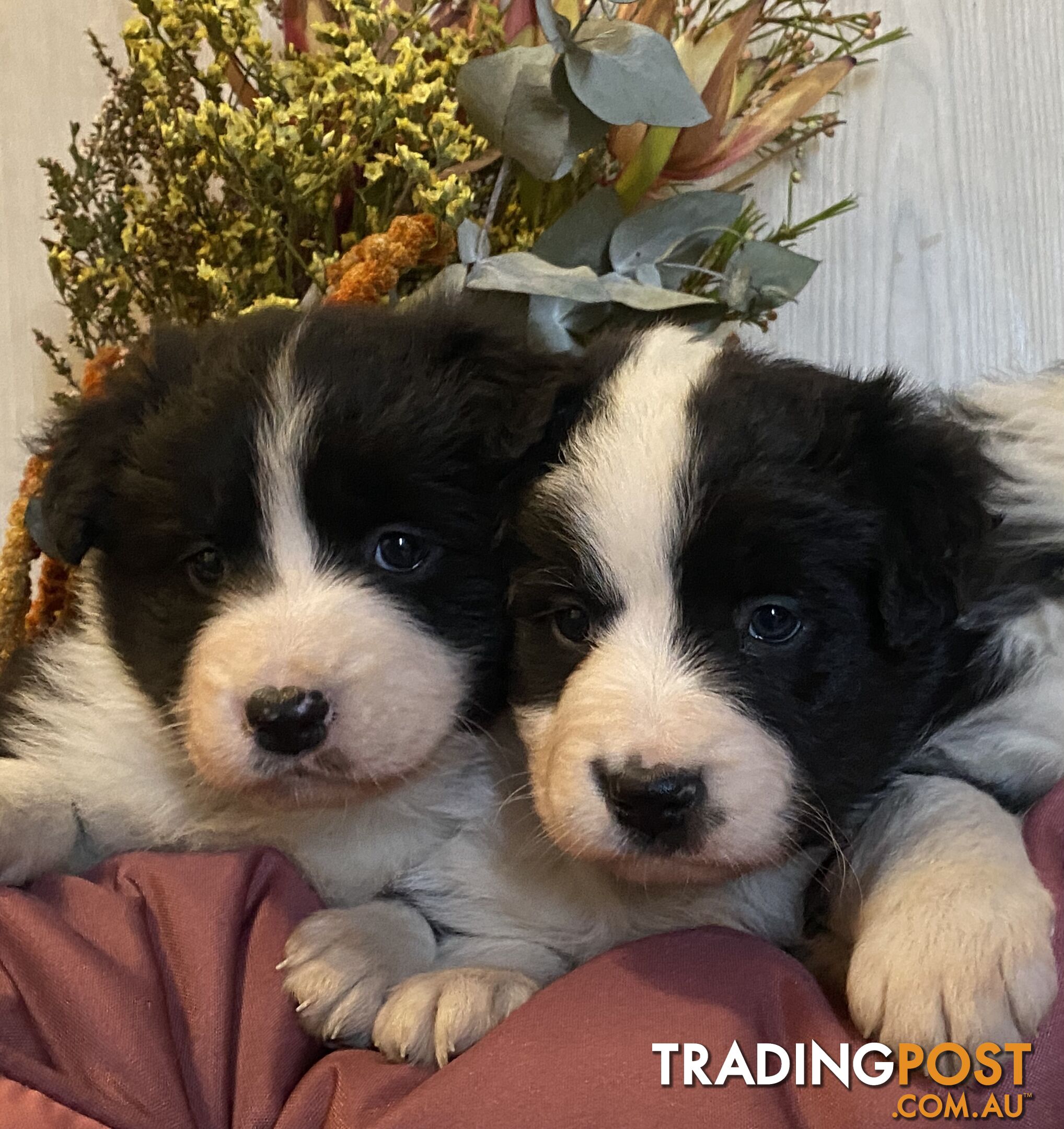 Fluffy black & white border collies