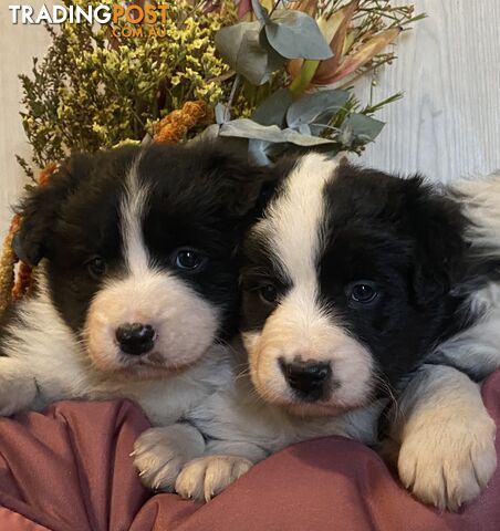 Fluffy black & white border collies