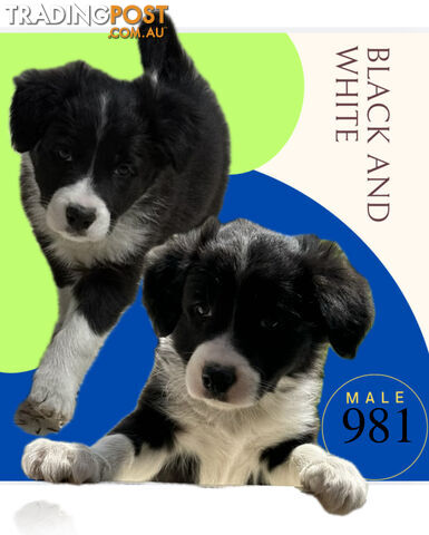 Fluffy Black & White border collies