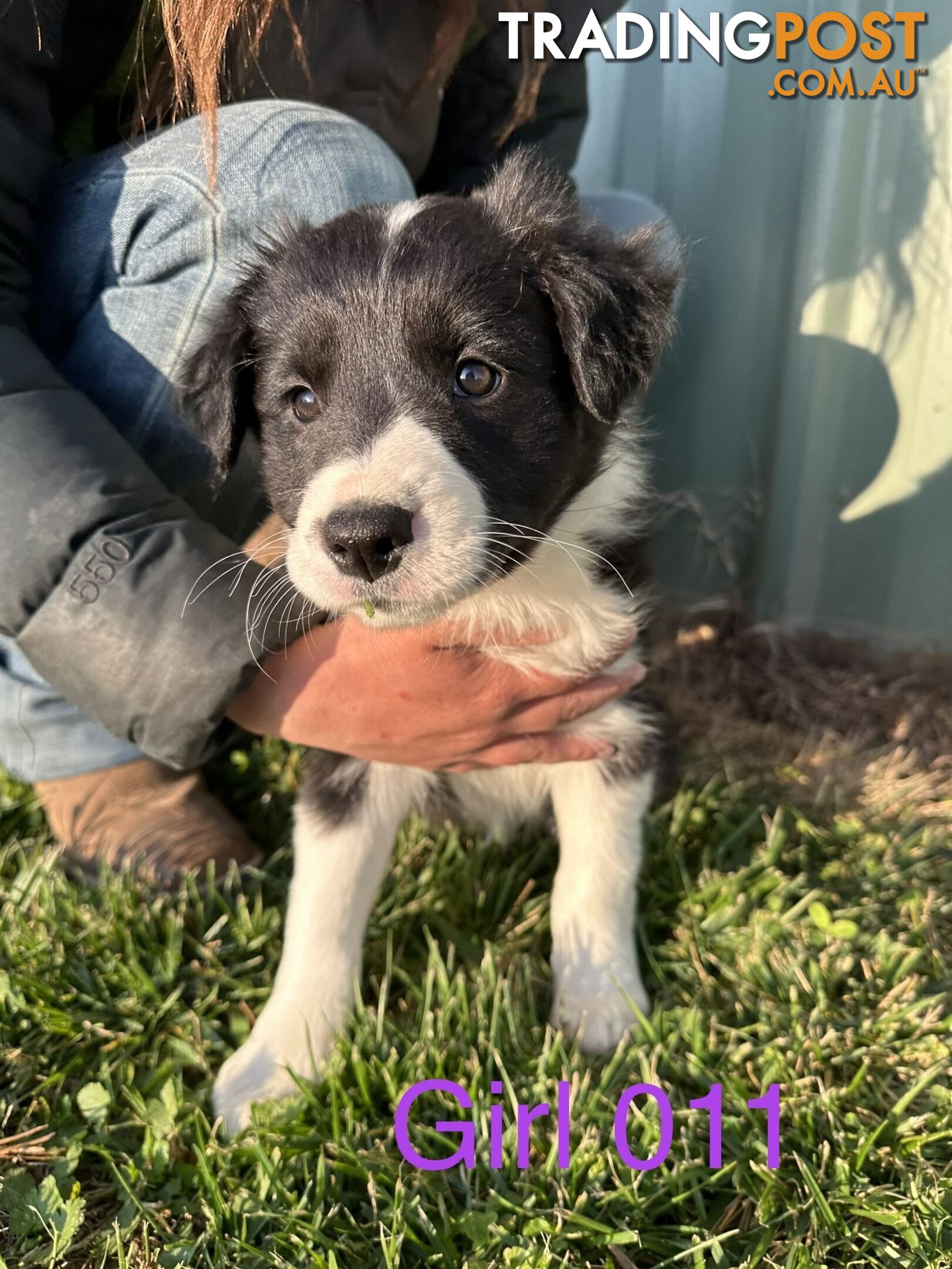 Fluffy black & white border collies