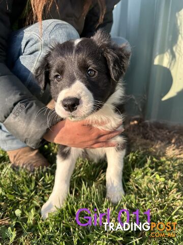 Fluffy black & white border collies