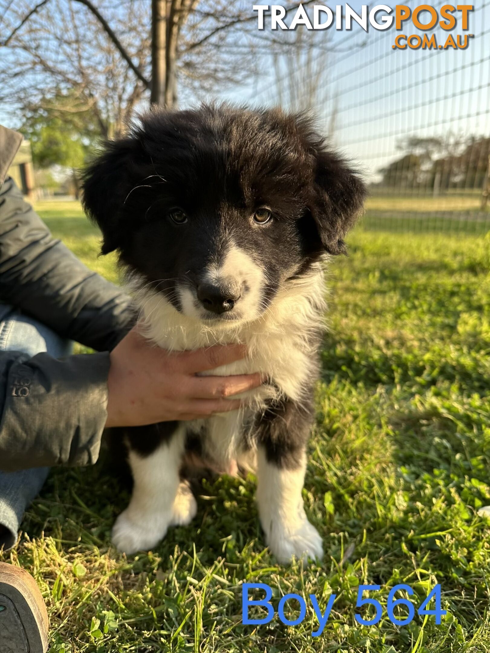 Fluffy black & white border collies