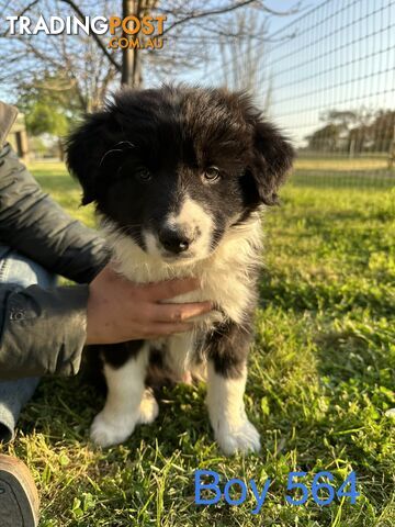 Fluffy black & white border collies