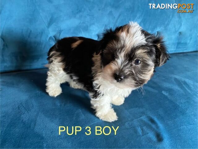 Maltese Shihtzu Puppies