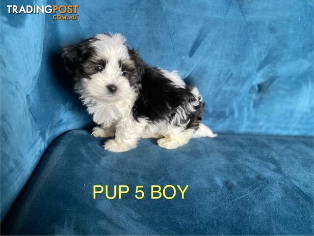 Maltese Shihtzu Puppies