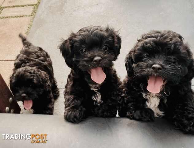 Cavoodle Pups