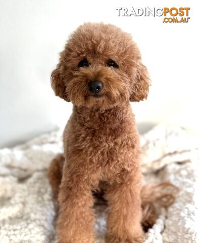 😍 Purebred Toy Poodle STUD 😍