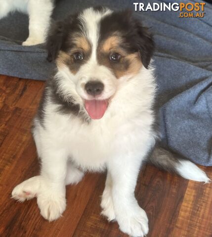 Pure breed long haired Border Collie puppies