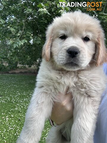 Purebred Golden Retriever Puppies