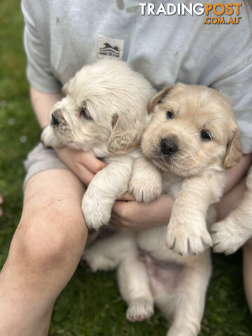 Purebred Golden Retriever puppies