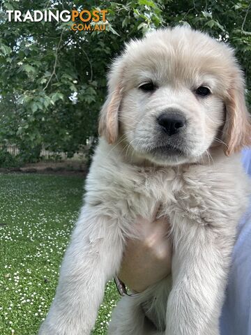Purebred Golden Retriever puppies